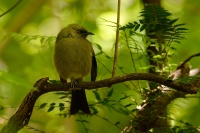 Medosavka novozelandska - Anthornis melanura - Bellbird - makomako 5436